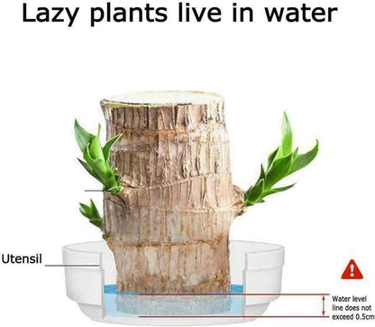 Mini Brazilian Lucky Wood plant decoration in a stylish pot, showcasing vibrant green leaves and a decorative appeal.
