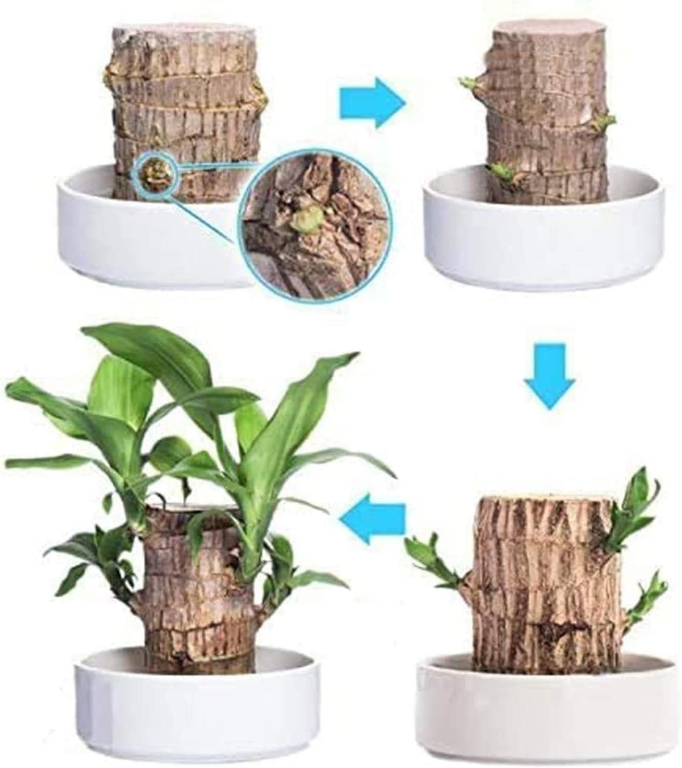 Mini Brazilian Lucky Wood plant in decorative pot, showcasing vibrant green leaves for charming home decor by 1h8x0d-zb.