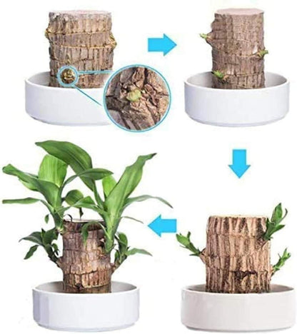 Mini Brazilian Lucky Wood plant in decorative pot, showcasing vibrant green leaves for charming home decor by 1h8x0d-zb.