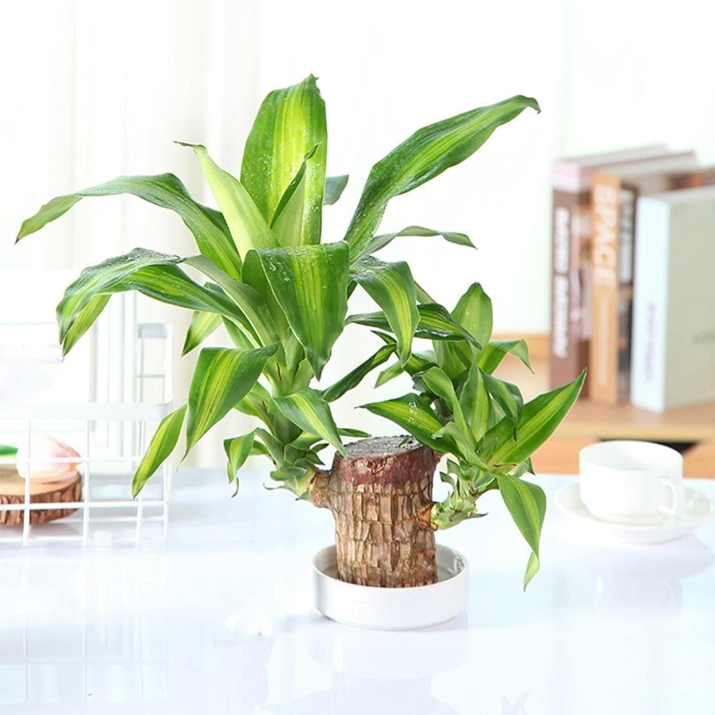 Mini Brazilian Lucky Wood plant decoration in a stylish pot, showcasing vibrant green leaves for home decor.