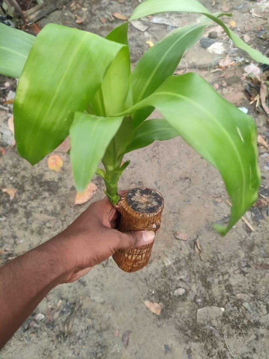Mini Brazilian Lucky Wood plant decoration in a decorative pot, showcasing vibrant green leaves and natural texture.