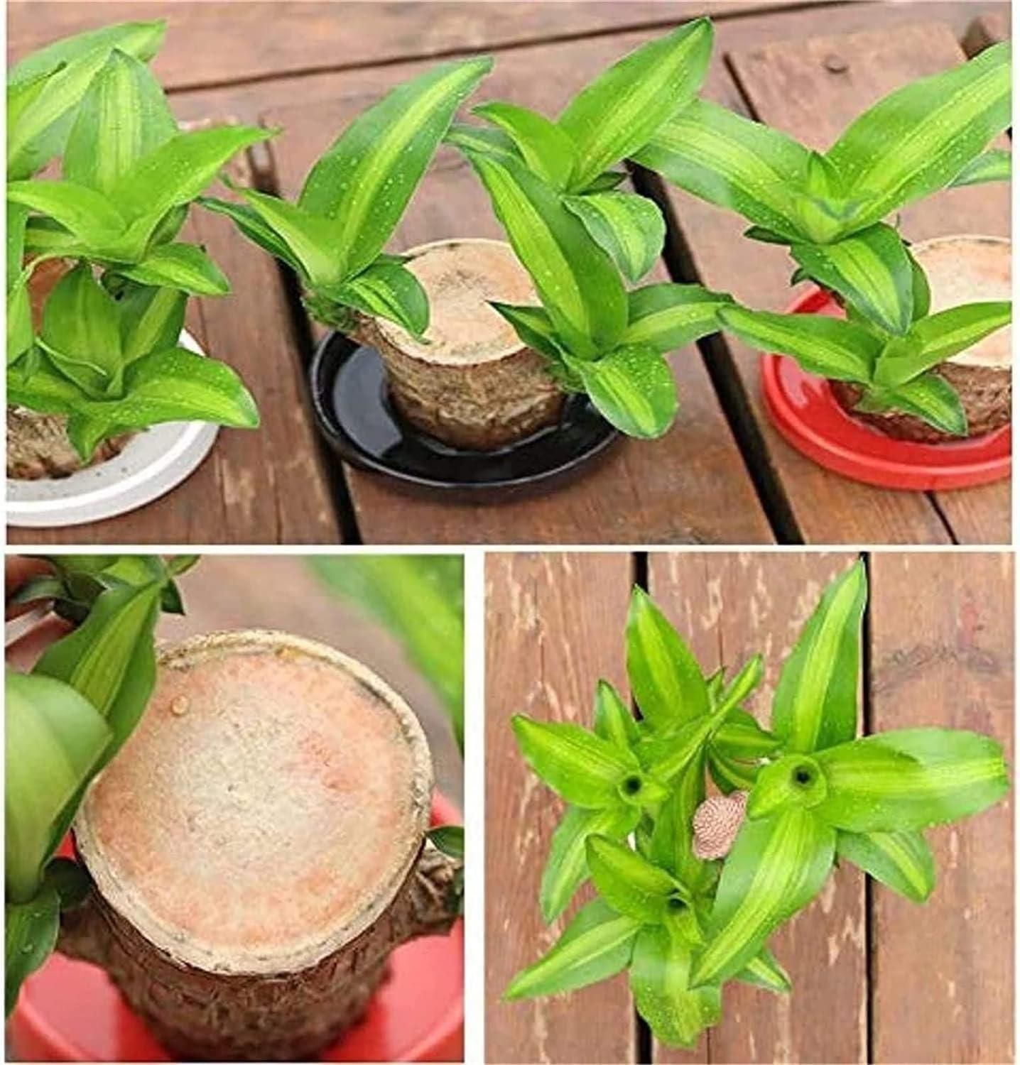 Mini Brazilian Lucky Wood plant decoration in a stylish pot, showcasing vibrant green leaves and natural wood features.