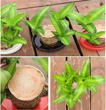 Mini Brazilian Lucky Wood plant decoration in a stylish pot, showcasing vibrant green leaves and natural wood features.